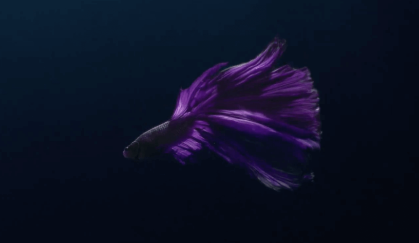 Rolls-Royce yeni Phantom ile bir balığı karşılaştırıyor