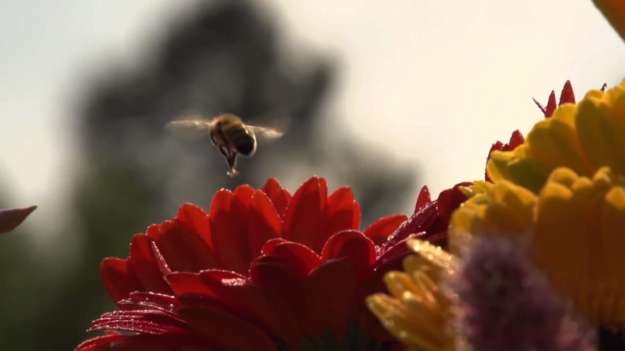 Balparmak, Arıyı Unutma kampanyası ile arıların önemine dikkat çekiyor