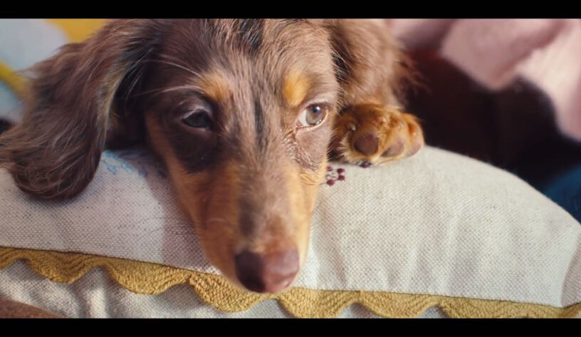 Yasa dışı köpek yetiştiriciliğine dikkat çeken bilinçlendirme kampanyası-campaigntr