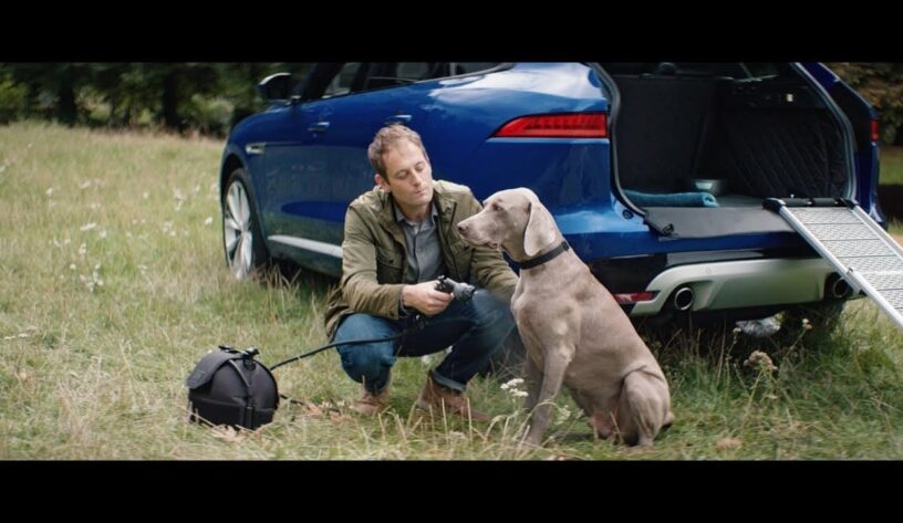 Jaguar hayvan ürünleri bir köpeğin ne istediğini bilir-campaigntr
